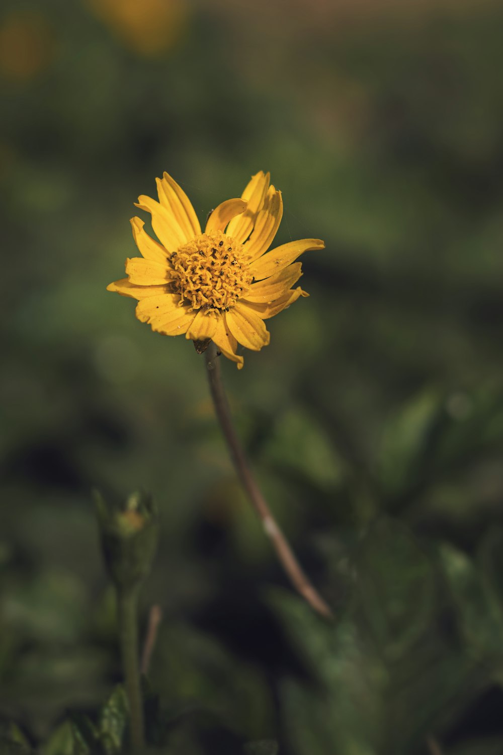 yellow flower in tilt shift lens