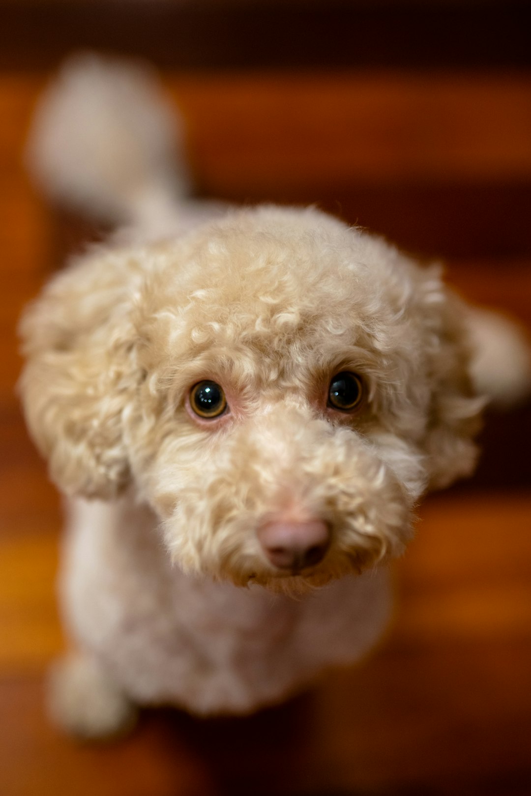 white poodle on orange textile