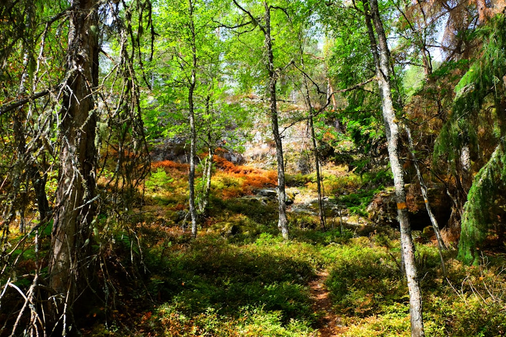 green and brown trees during daytime