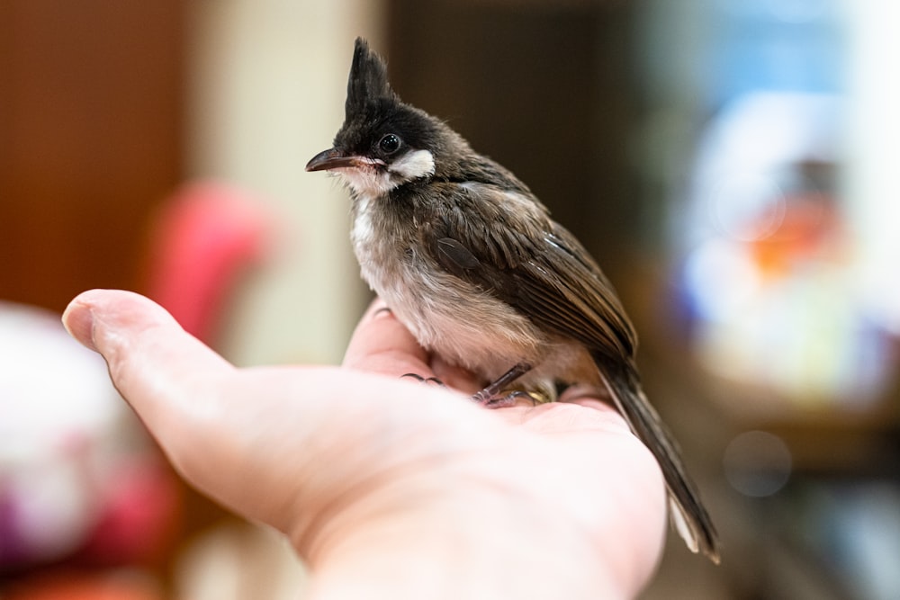 brown and black bird on persons hand