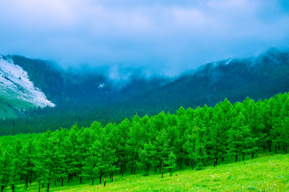 green trees on green grass field under gray sky