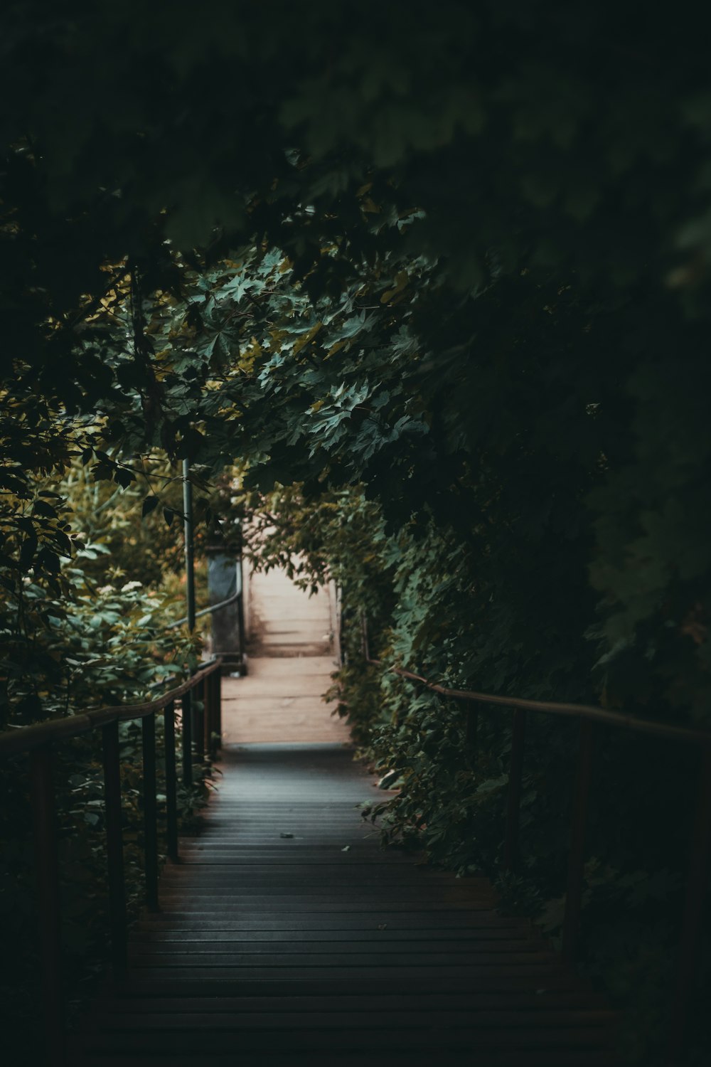 gray concrete pathway between green trees during daytime