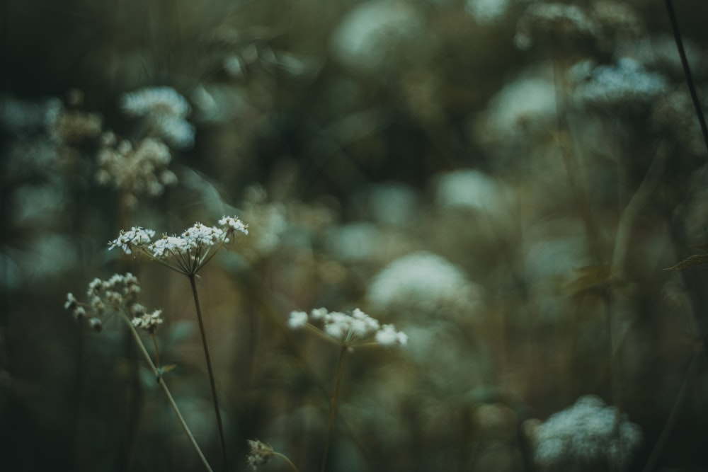 white flower in tilt shift lens