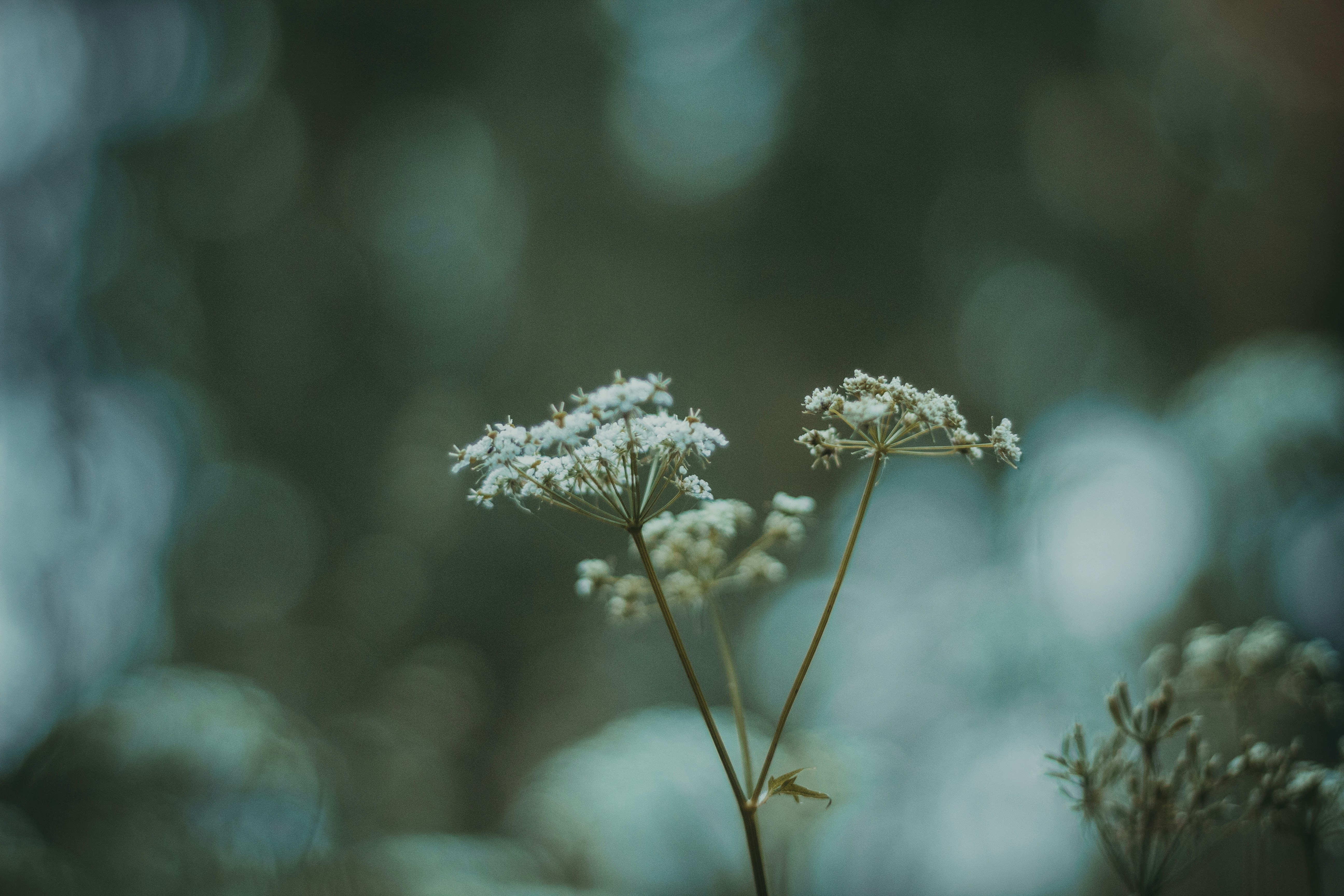 Photo by annadyakov1999