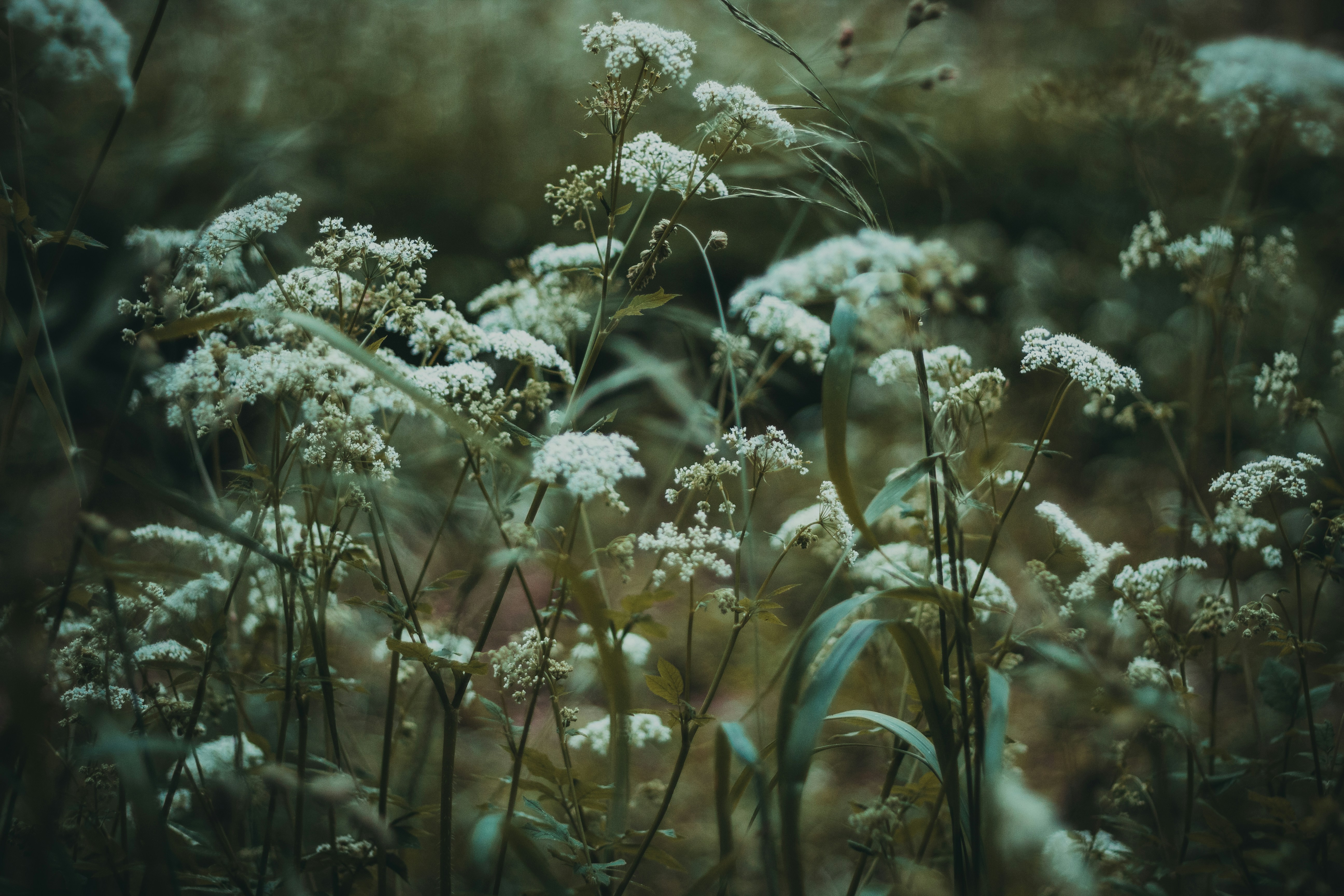 Photo by annadyakov1999