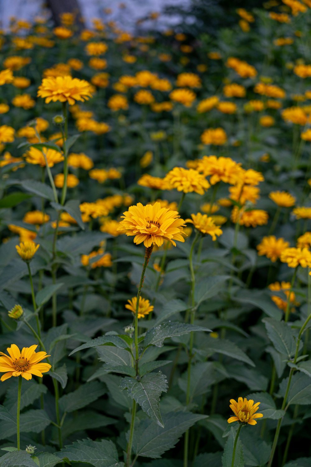 flores amarelas com folhas verdes