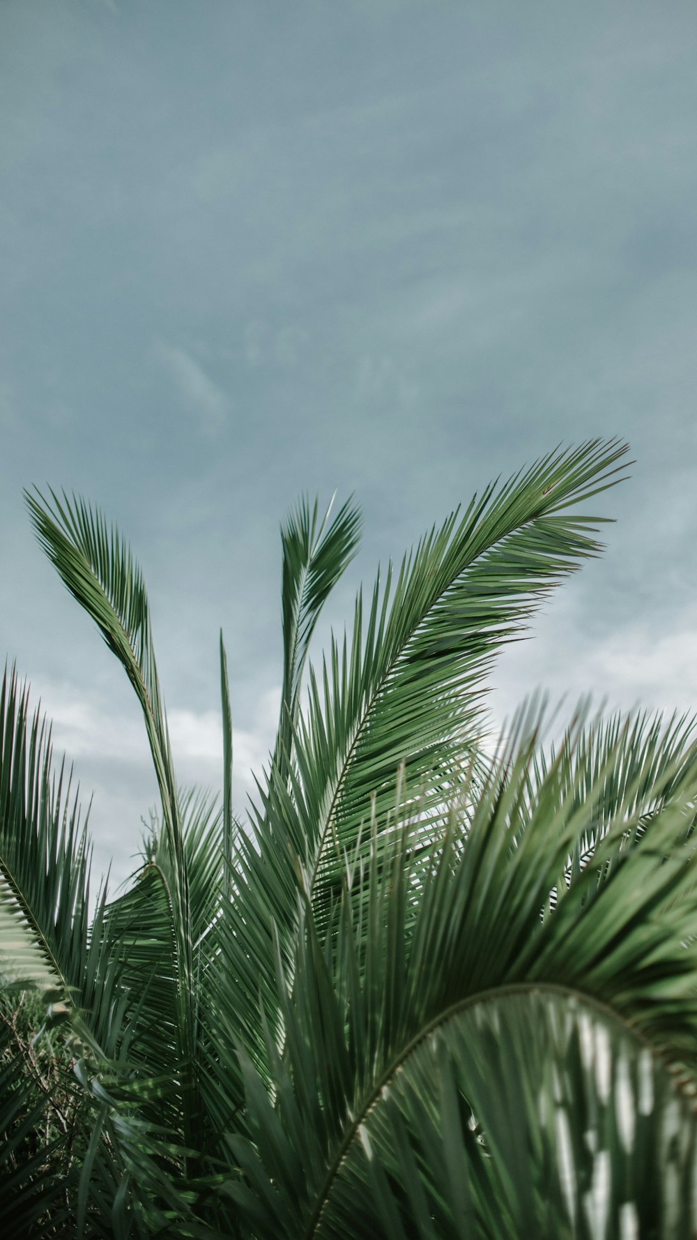 green palm tree under blue sky during daytime