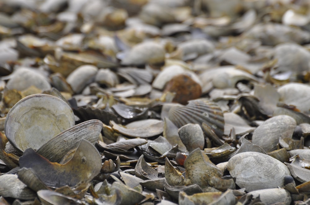 gray and brown stones on the ground