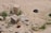 A sandy area with scattered debris and overgrown weeds. Large stones or concrete blocks are partially embedded in the sand alongside a few tires. Various small objects, including a cinder block, a pipe, and some metal items, are visible among the vegetation.