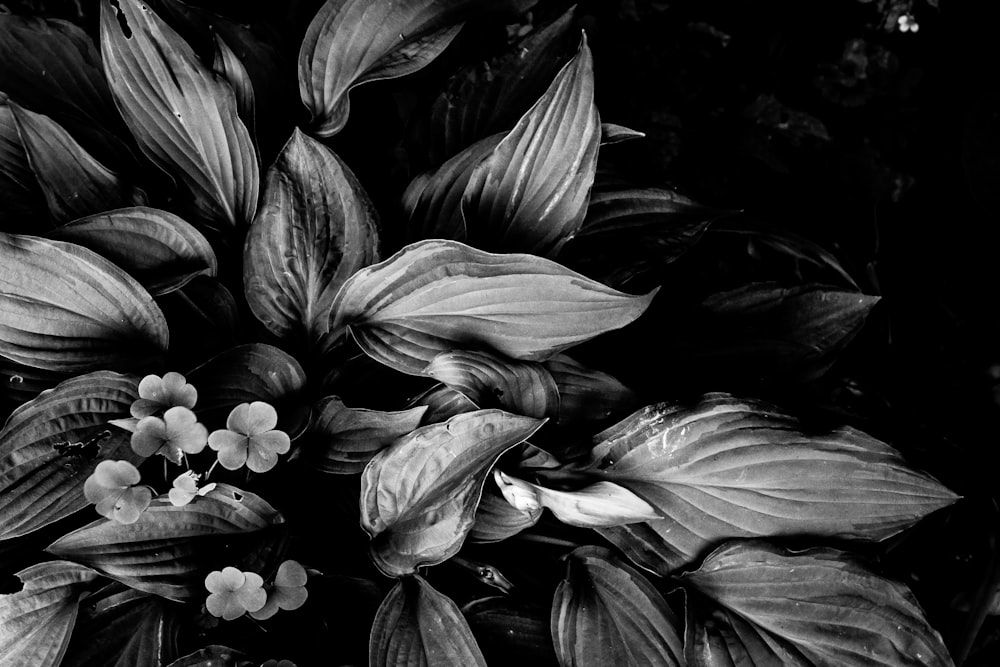 grayscale photo of lily flower