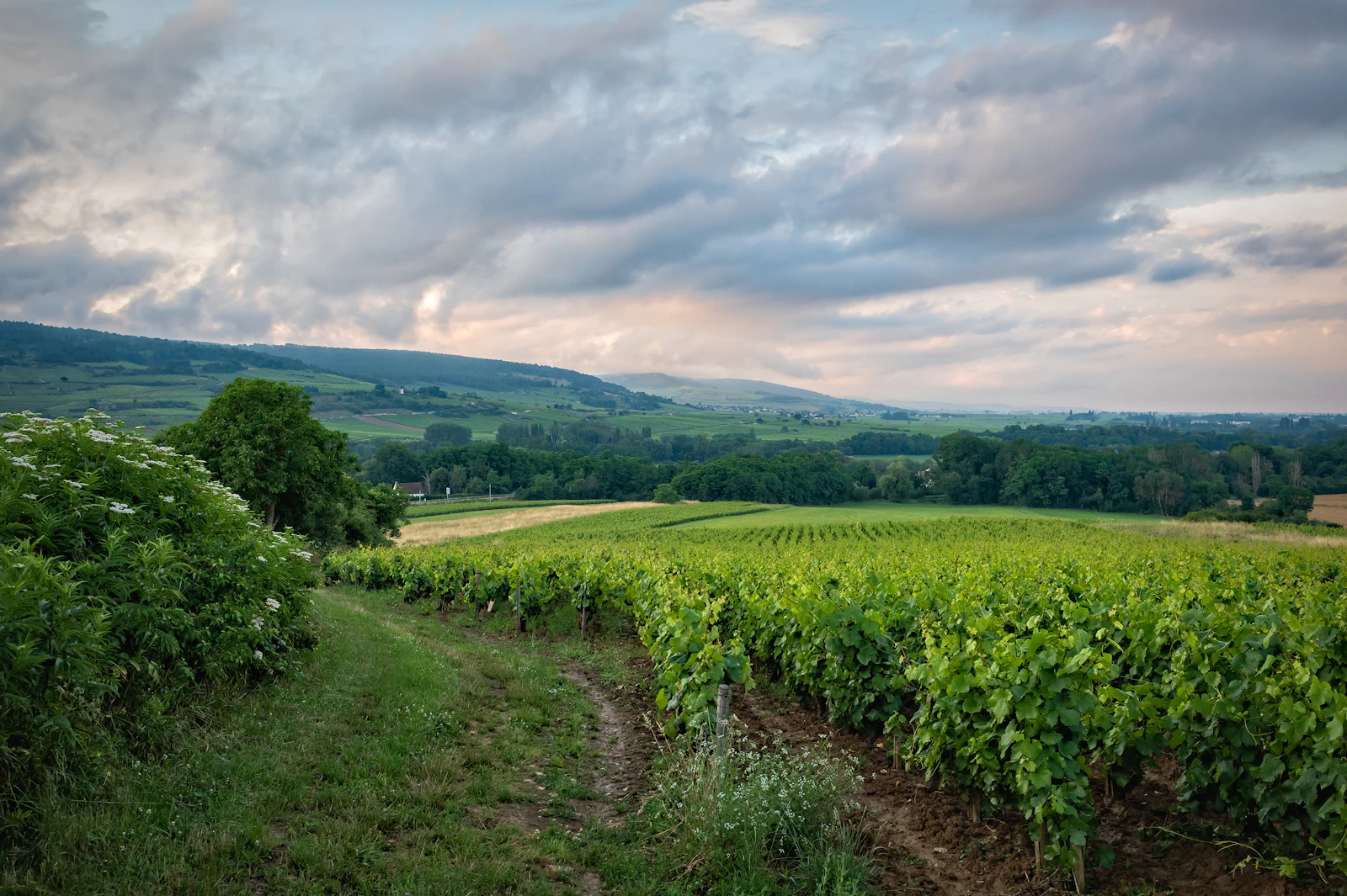 Burgundy vineyard landscape