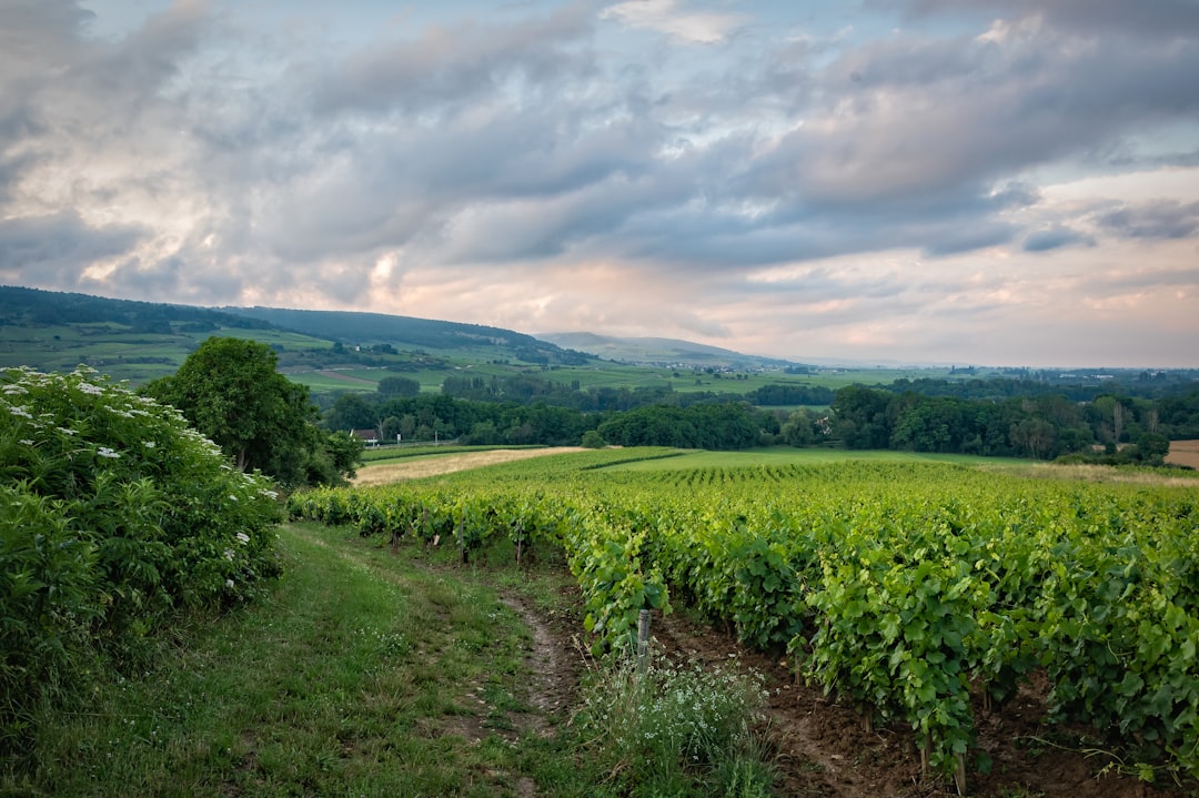 Essential Logistics and Timing for a Seamless Wine Country Escape — How to plan the ultimate luxury