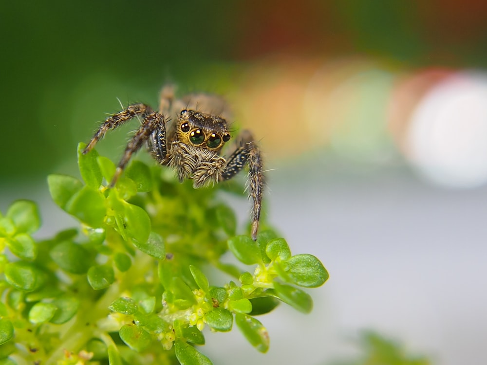 brown spider on green plant