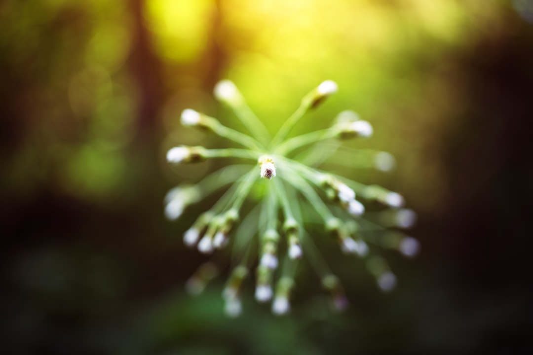 white flower in tilt shift lens