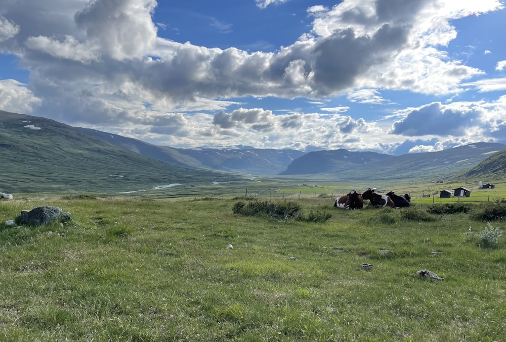 green grass field under white clouds and blue sky during daytime