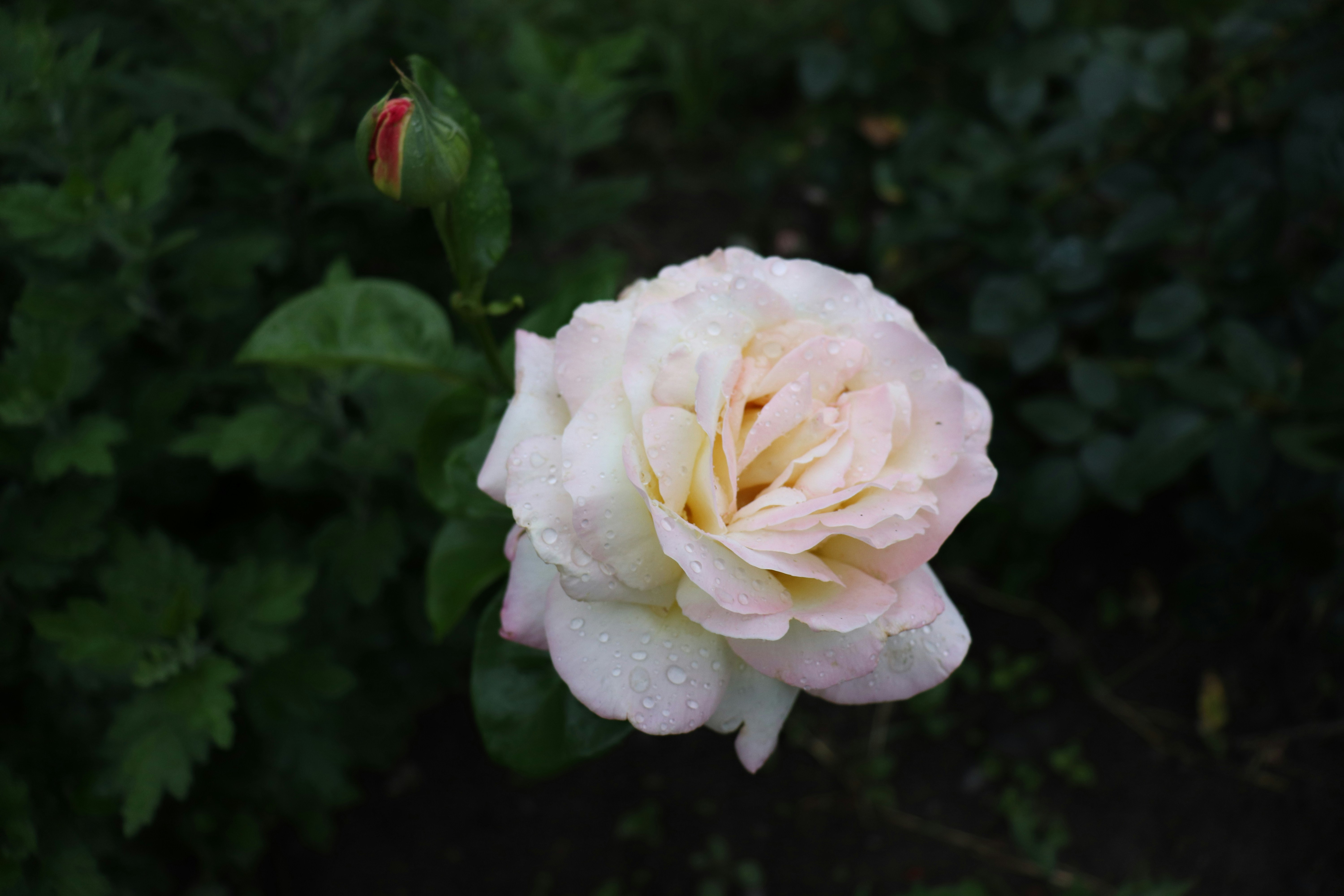 Photo by krisztian21