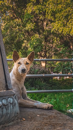 A dog is sitting on a stone platform with its paws stretched out. Behind it, there is lush greenery and a metal railing. The lighting suggests a sunny day.