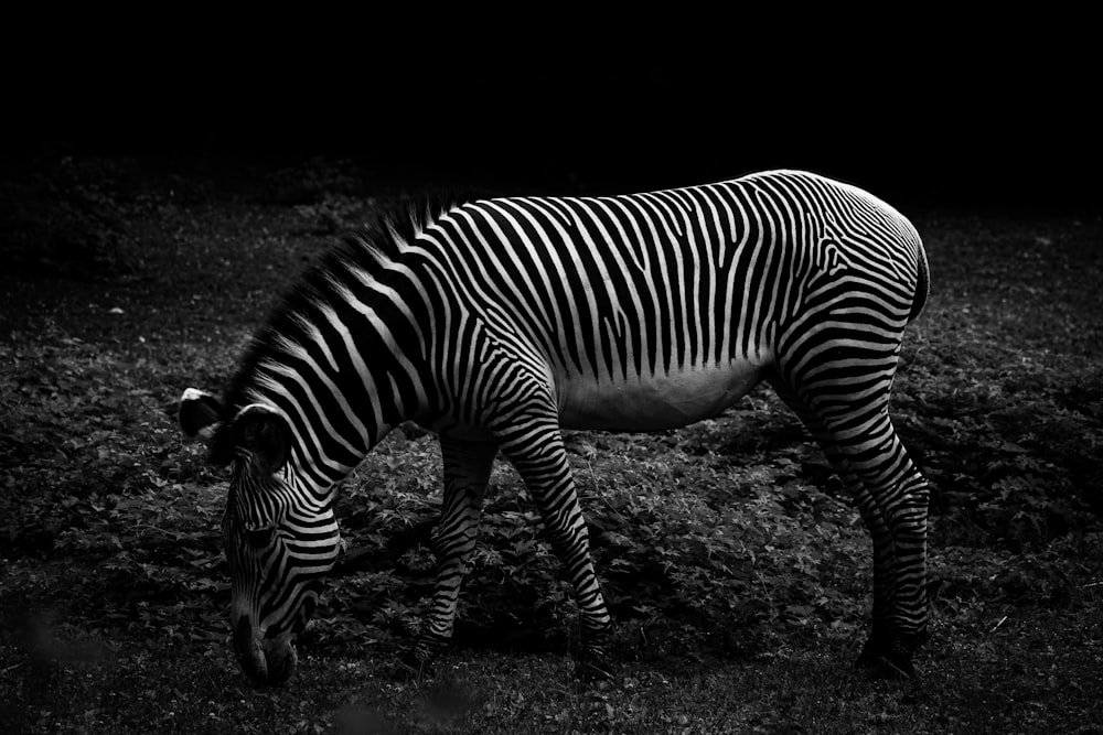 zebra standing on brown soil
