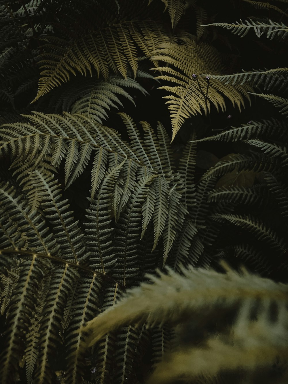 green and brown leaf plant