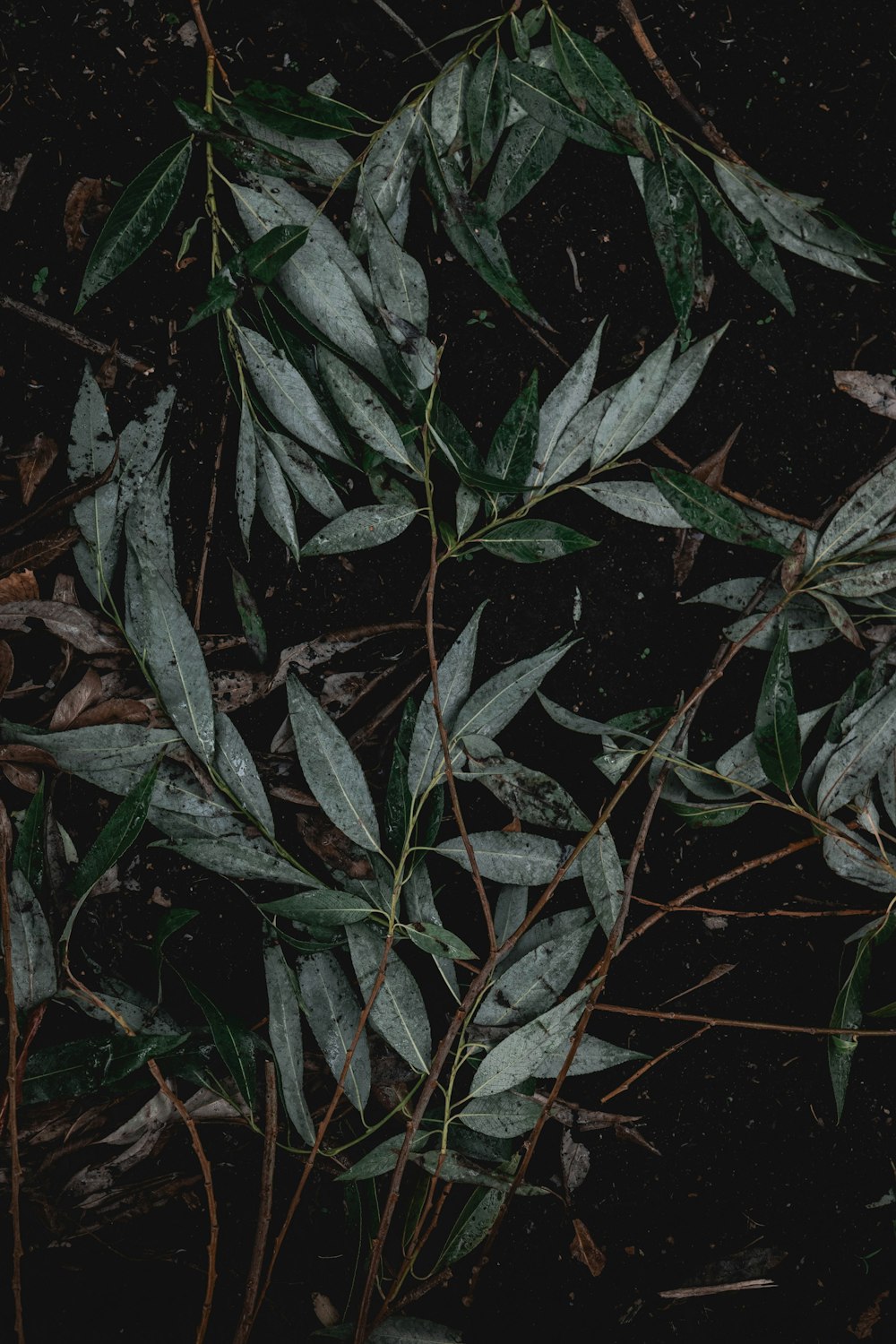 green leaves on brown soil