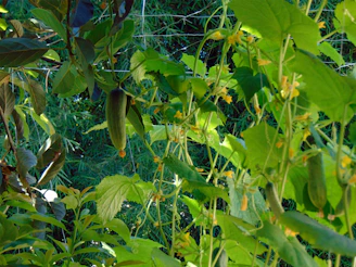 Rows of crisp cucumbers growing on vibrant vines in a sunny garden.