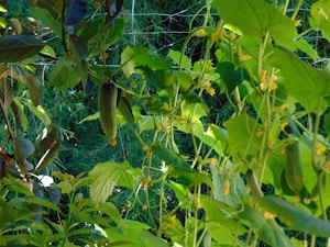Cool Cucumber