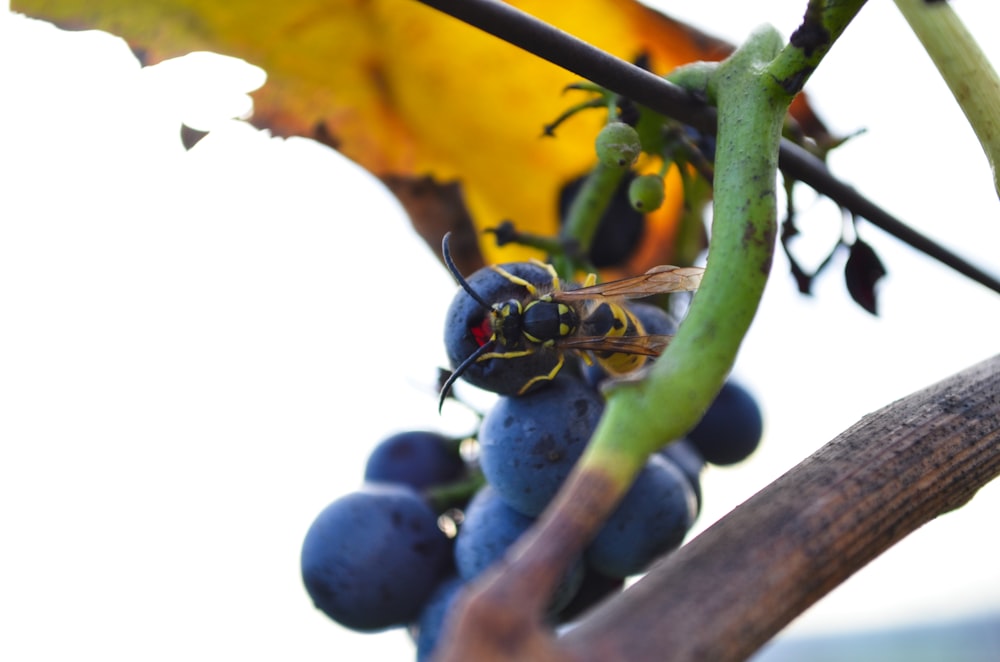 Baies bleues sur branche d’arbre brune