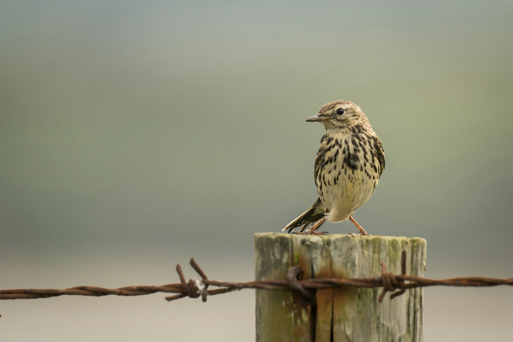 Song Thrush on a fence post UK
