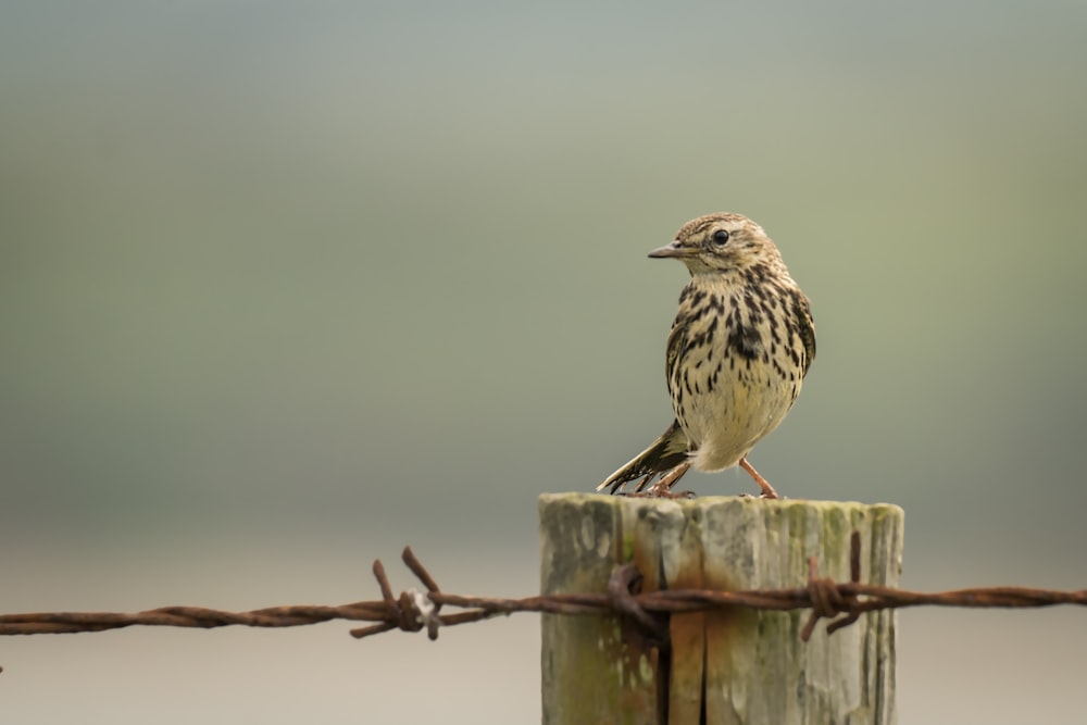 Uccello marrone e bianco su recinzione di legno marrone durante il giorno