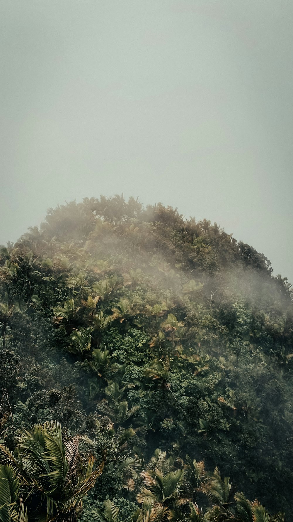 alberi verdi coperti di nebbia