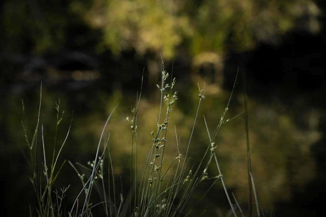 green grass field during daytime