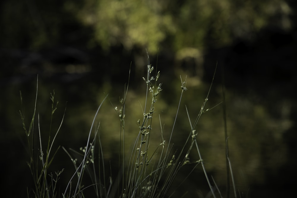 green grass field during daytime