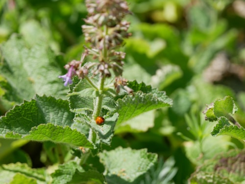 A vibrant garden scene features a close-up of a green leaf with a small, bright red ladybug on it. The leaf is part of a plant with purple flowers blooming in the background. The overall atmosphere is lush and natural, capturing the detail of veins in the leaves and the texture of the plant.