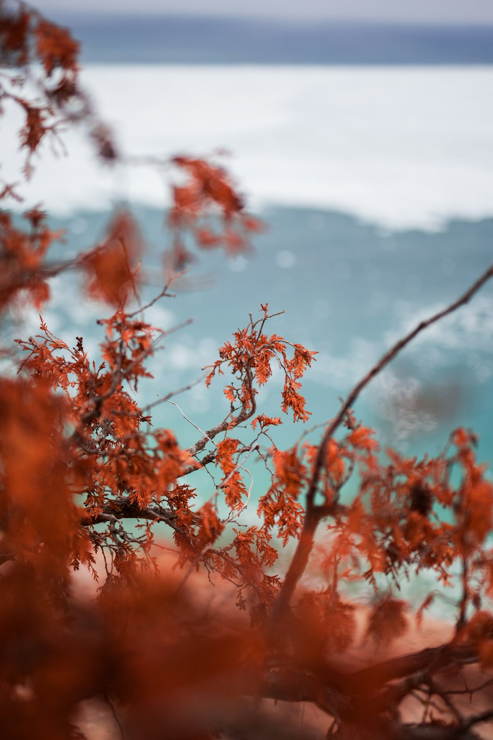 red leaves tree during daytime