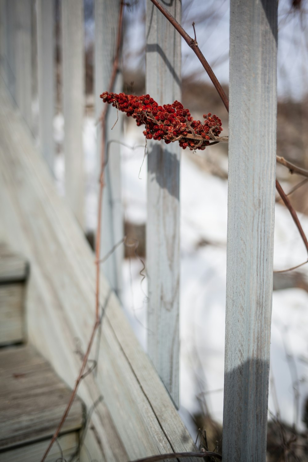 red flower on white wooden fence
