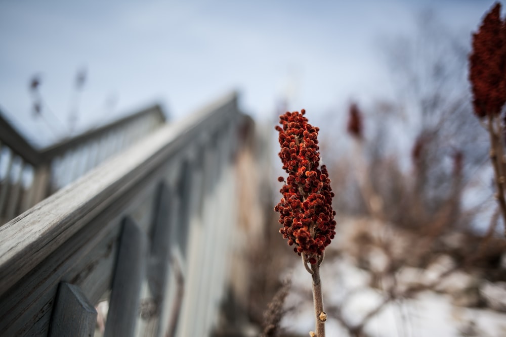 red flower in tilt shift lens