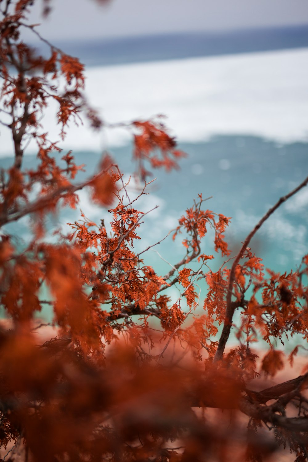 brown leaves tree during daytime