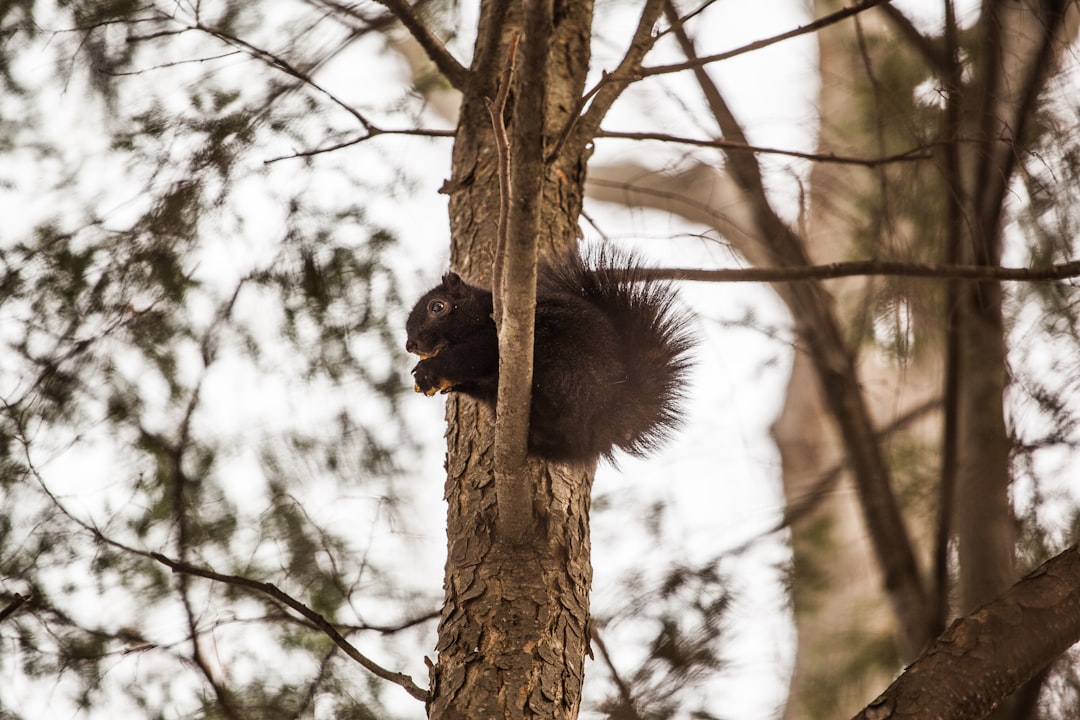 brown animal on brown tree branch during daytime