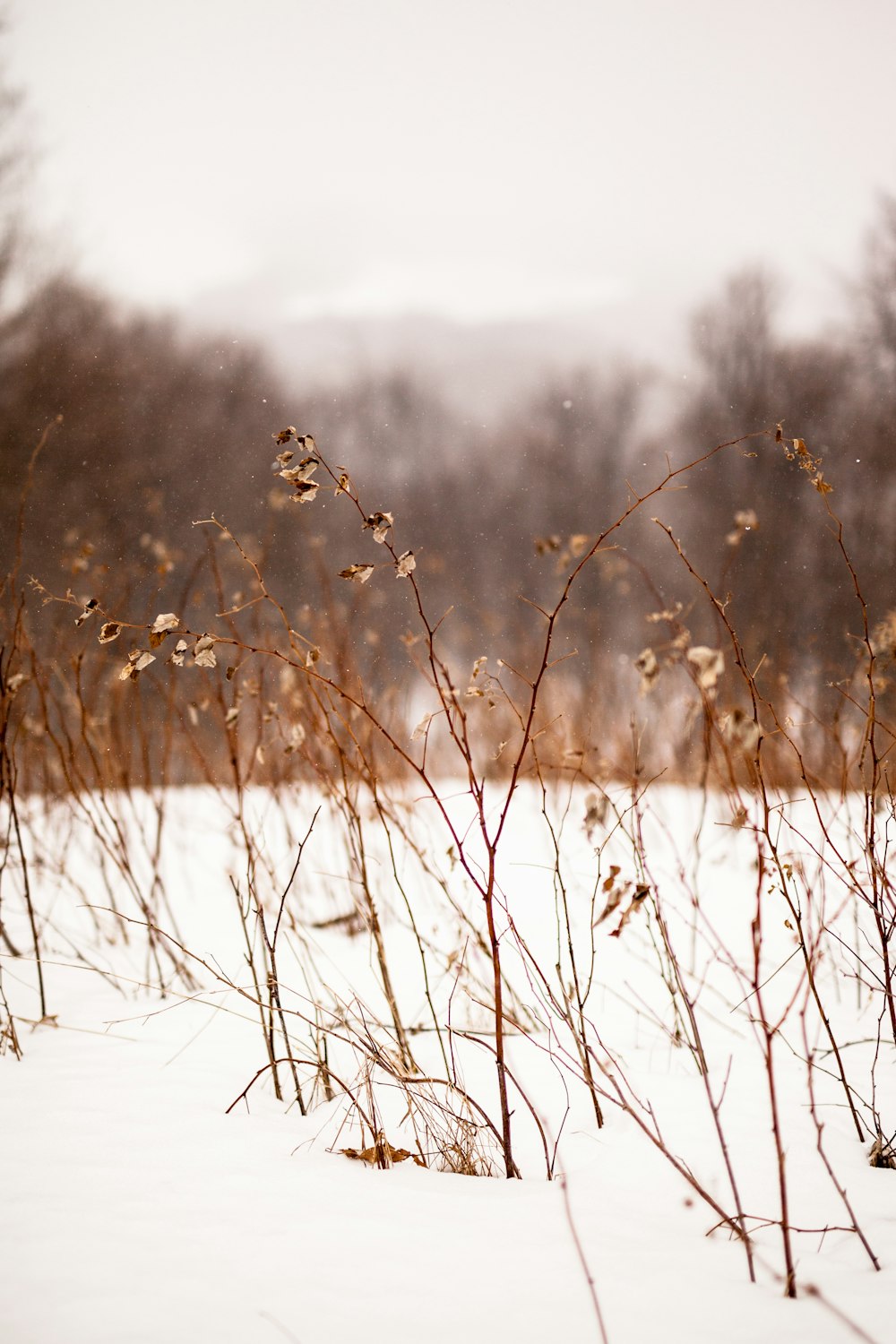 brown grass on white snow field during daytime