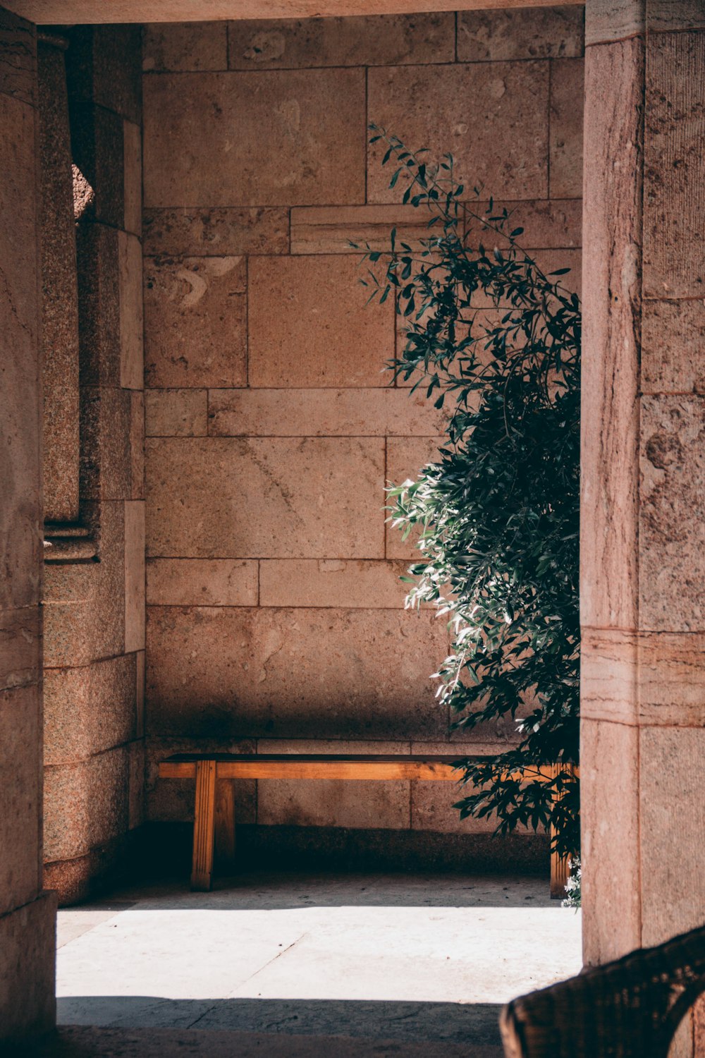 brown wooden staircase near green plant