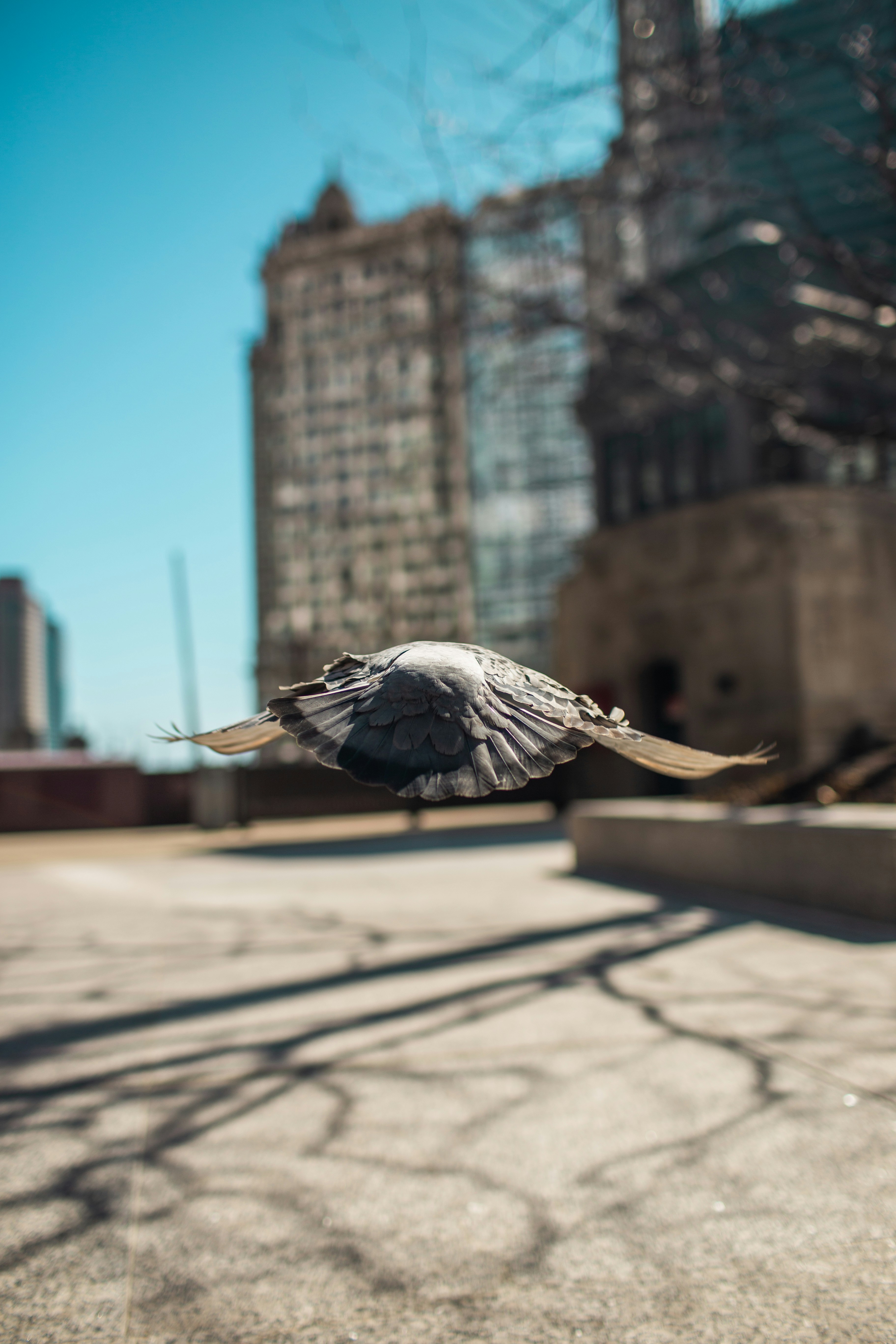 Grauer und schwarzer Vogel, der tagsüber über das Gebäude fliegt