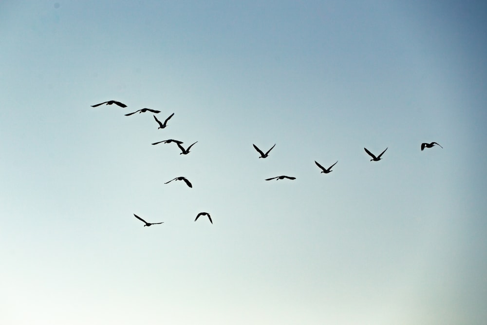 Vogelschwarm, der tagsüber unter blauem Himmel fliegt