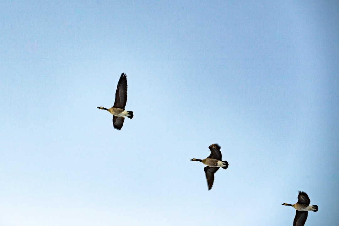 three birds flying under blue sky during daytime
