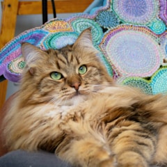 A fluffy, long-haired cat with green eyes is resting comfortably. The background features a colorful crocheted or embroidered blanket with circular patterns in shades of purple, green, and blue.
