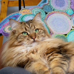 A fluffy Maine Coon kitten with bright green eyes lounging on a cozy blanket