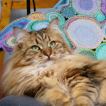 A fluffy, long-haired cat with green eyes is resting comfortably. The background features a colorful crocheted or embroidered blanket with circular patterns in shades of purple, green, and blue.