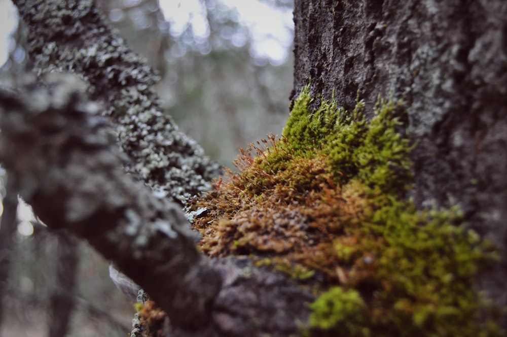 tronc d’arbre brun avec de la mousse verte