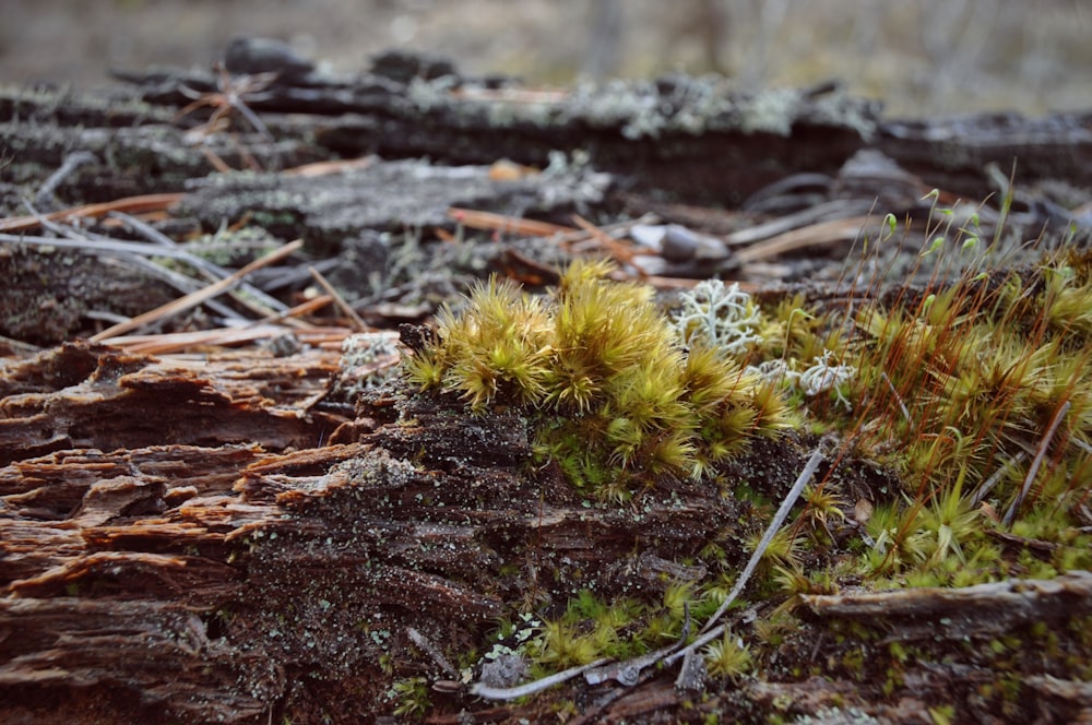 green moss on brown tree trunk