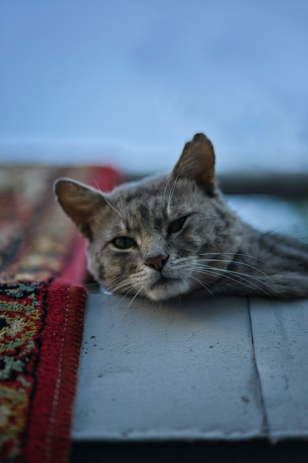 silver tabby cat lying on red and white textile