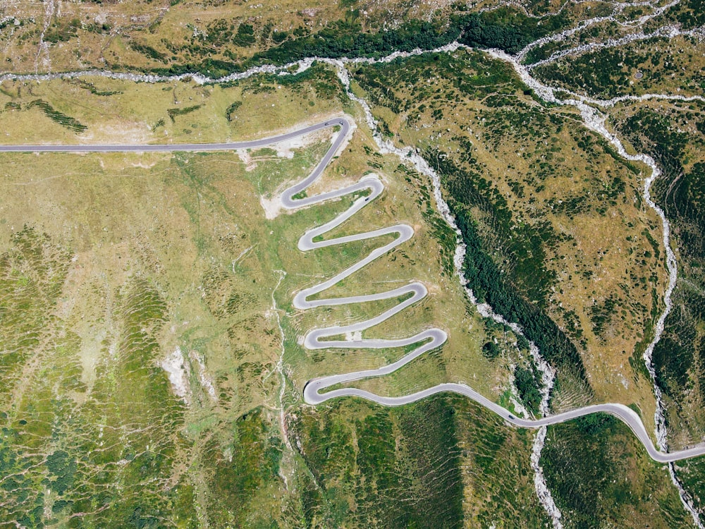 aerial view of green trees and road